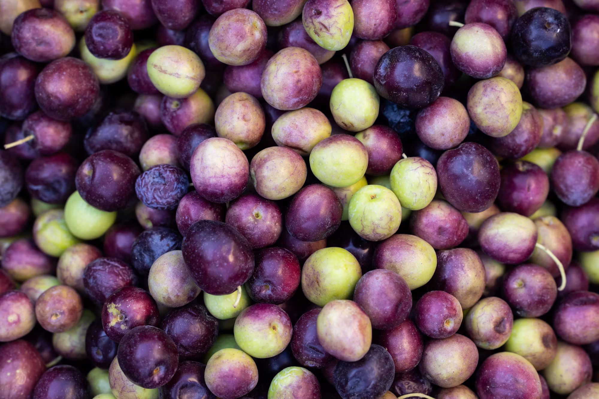 Harnessing the Power of Nutrition: A Comprehensive Guide to Healthy Eating